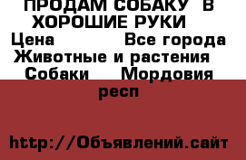 ПРОДАМ СОБАКУ  В ХОРОШИЕ РУКИ  › Цена ­ 4 000 - Все города Животные и растения » Собаки   . Мордовия респ.